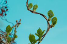 Loach, Ivy, A Plant That Crawls Intertwining With Each Other Up. Blue Background, Isolated