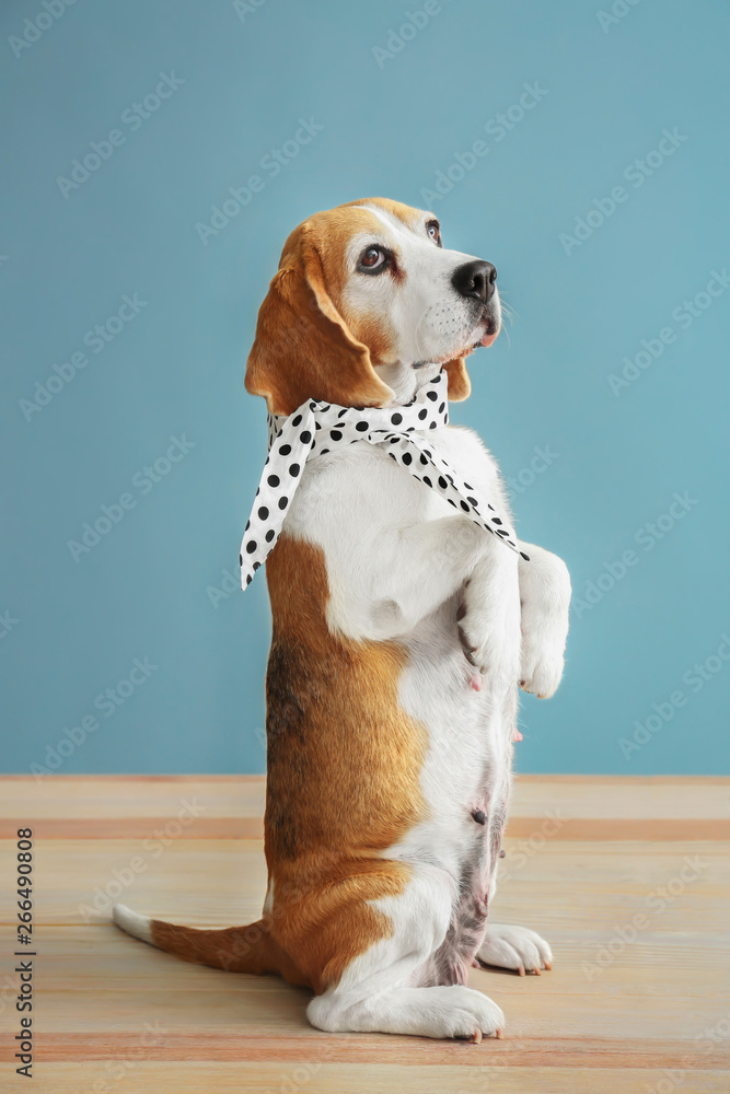 Cute funny dog standing on wooden table