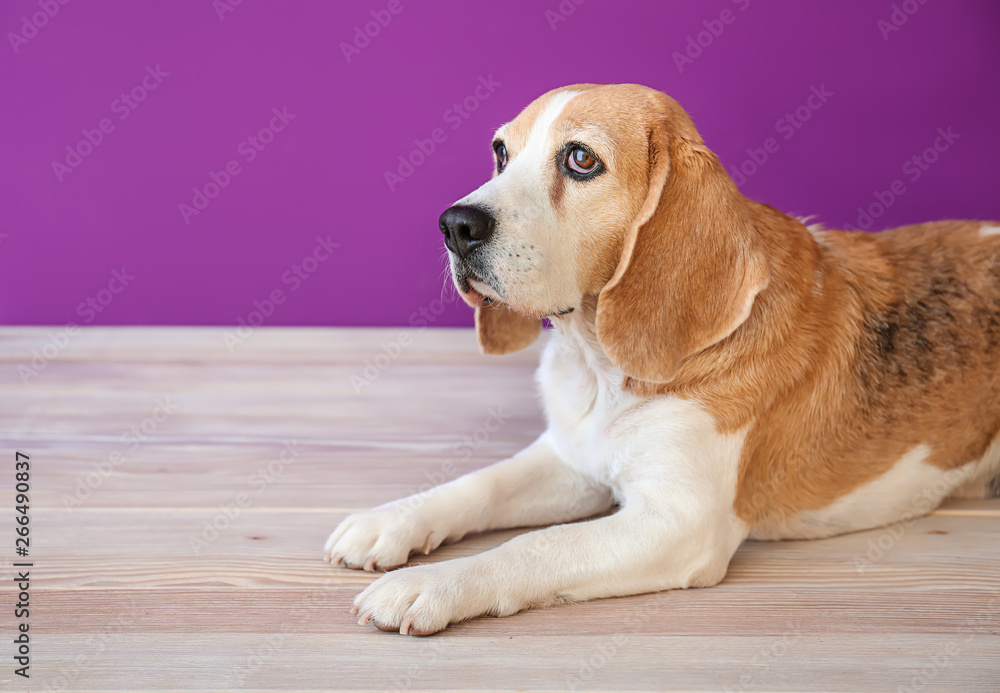 Cute funny dog lying on table