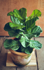 Poster - Ficus lyrata In pots,Tree in the house Ficus lyrata