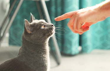 Man touching fluffy domestic cat.Male hand playing with cute lazy gray cat.Russian blue cat at cozy home interior. Pet care, friend of human. Sunny day.