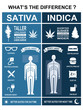 The difference of leaf cannabis sativa and indica