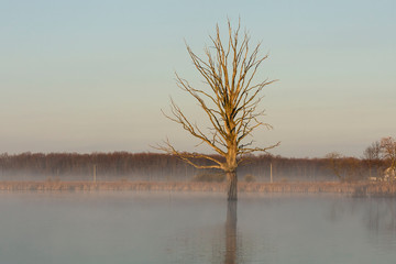 Wall Mural - Isolated dry old Tree in Pond, beautiful scenery ,wonderful morning in misty haze