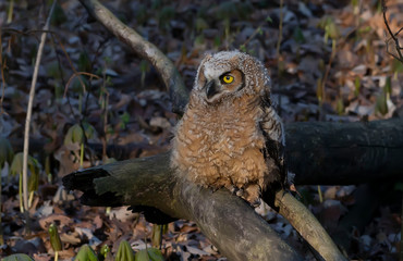 Wall Mural - Juvenile Great hornet owl (Bubo virginianus) perched on the branch after left a nest.Nature scene from Wisconsin.