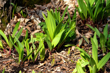 Wall Mural -  Wild garlic, Allium ursinum ,known as  ramsons, buckrams, broad-leaved garlic, wood garlic, bear leek or bear's garlic.  