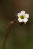 Fototapeta Kwiaty - Macrophotographie de fleur sauvage - Saxifraga granulata