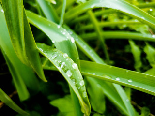 Grass and dew. Grass after rain. Dew on the grass.