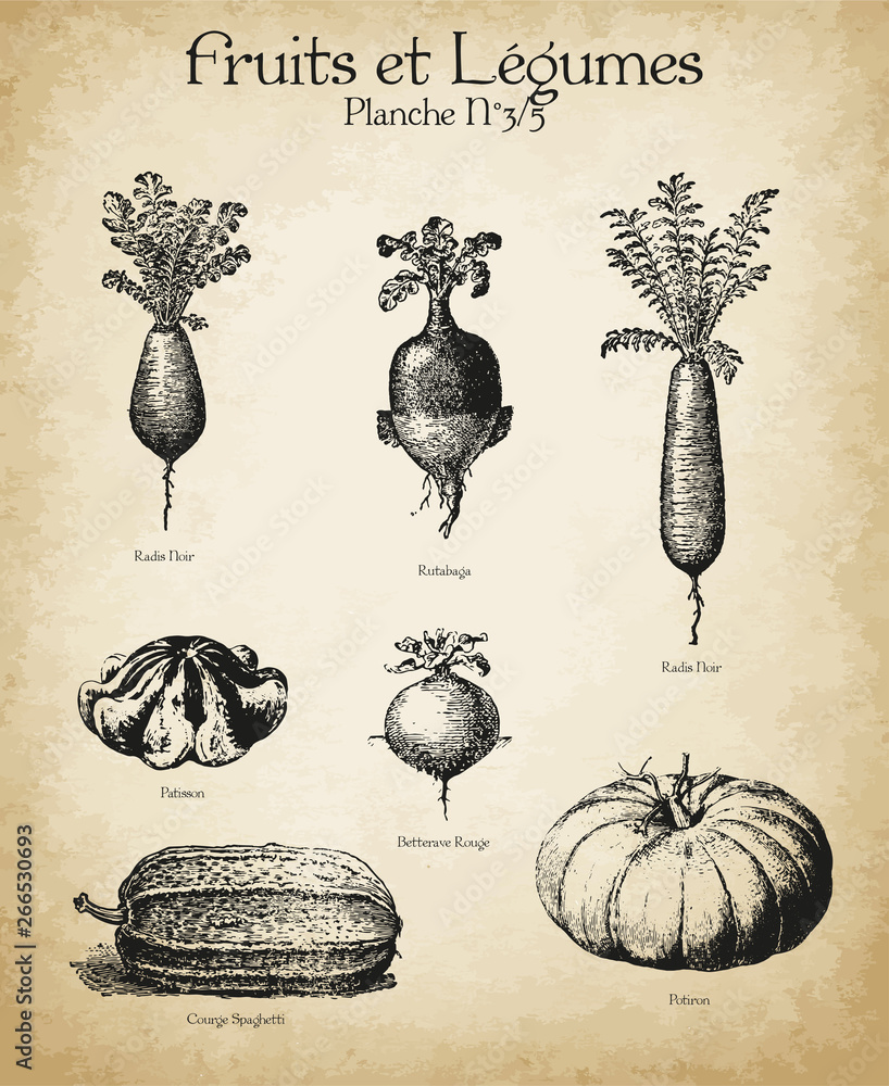 Gravures anciennes Fruits \u0026 Légumes N°3/5 Stock Vector | Adobe Stock, image size:818x1000