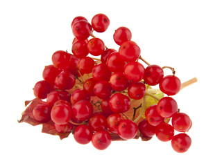 Sticker - red viburnum berries isolated on white background