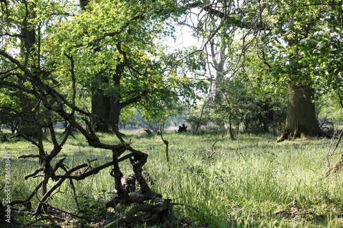 Hundred Years Old Oak Treeeadow This Stock Photo And Hundred Years Old Oak Treeeadow