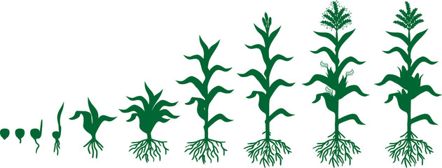 Poster - Life cycle of corn (maize) plant. Growth stages from seed to flowering and fruiting plant isolated on white background