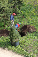 Two handymen with shovels digging a hole for planting conifers in the city park