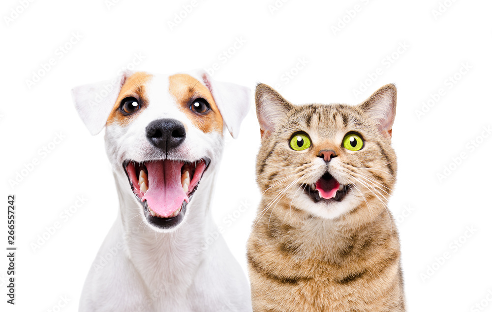 Portrait of cute dog Jack Russell Terrier and cheerful cat Scottish Straight isolated on white background - obrazy, fototapety, plakaty 