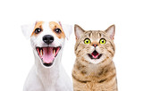 Fototapeta Zwierzęta - Portrait of cute dog Jack Russell Terrier and cheerful cat Scottish Straight isolated on white background
