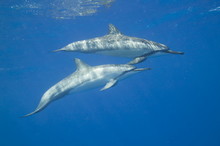 Spinner Dolphins Swimming In The Ocean