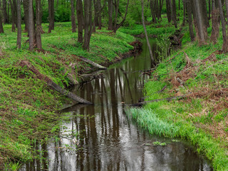  beautiful quiet forest stream in the spring