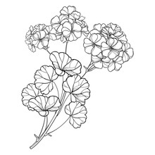 Branch With Outline Geranium Or Cranesbills Flower Bunch And Ornate Leaf In Black Isolated On White Background.