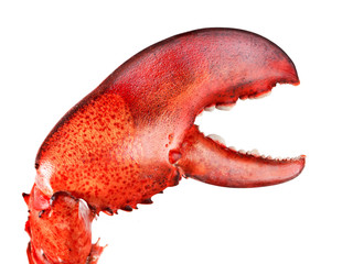 lobster's claw isolated on white background