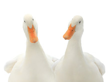  Portrait Two Ducks Isolated On White