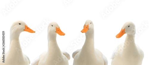 Photographie portrait four ducks isolated on white