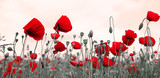 Fototapeta Panele - Red poppies isolated on a blurred gray background.