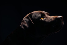 Black Dog And Black Background