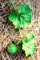 Wall Mural - Closeup raw fruit with green leaves on the ivy plants of Gymnopetalum integrifolim, Bryonia lacinioas, Trichosanthes cordata is growing and creeping on the ground