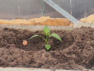 Young sprouts of pepper, planted in the beds in the greenhouse. Agriculture.