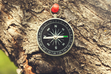 compass on tree