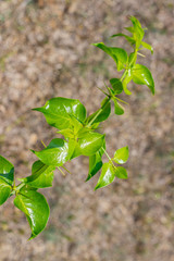 Wall Mural - Fresh green leaves with the sharp thorns on the branch of Azima Sarmentosa Benth growing in the tropical meadow of Thailand