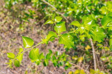 Wall Mural - Fresh green leaves with the sharp thorns on the branch of Azima Sarmentosa Benth growing in the tropical meadow of Thailand