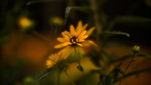  Brown Eyed Susan On A Rainy Day