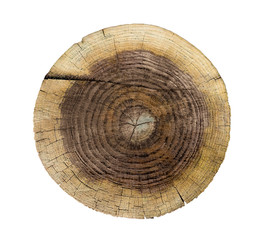 Wall Mural - smooth wood slice cut from the woods. neutral brown sustainable tree rings made of hardwood.