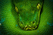 python art photo 