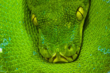Python Free Stock Photo - Public Domain Pictures