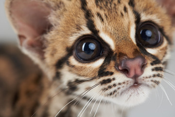 portrait of curious wild cat