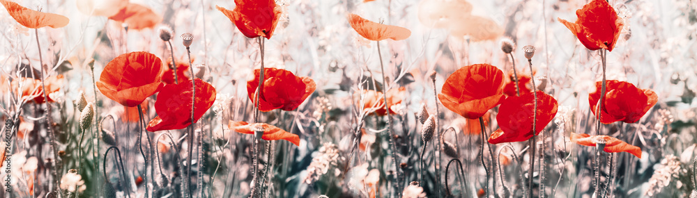 Poppy flower, flowering wild red poppy flowers in meadow - beauty in nature - obrazy, fototapety, plakaty 