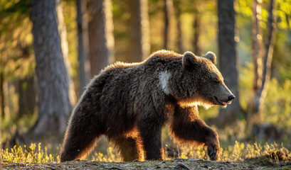 Poster - Brown bear in summer forest at sunset light. Scientific name: Ursus Arctos.