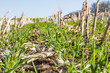 © Margaret Burlingham - Looking down a row of corn stalks with a cereal rye cover crop.