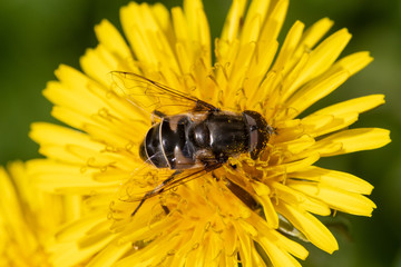 Poster - Syrphid Fly (Eristalis) gathering Pollen on Dandelion