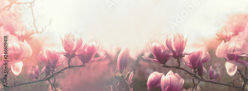 Fotomural Magnolia flower, beautiful flowering Magnolia flowers in spring