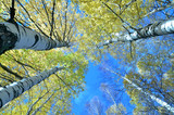 Tall birch trees in the forest under blue sky, bottom perspective view. Clear day in the forest in early autumn.