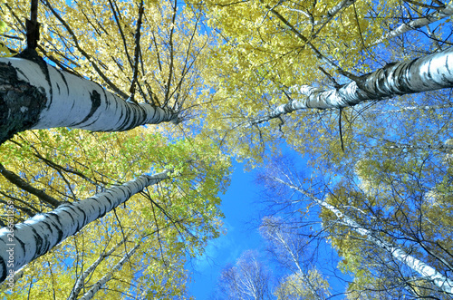 Tall birch trees in the forest under blue sky, bottom perspective view. Clear...