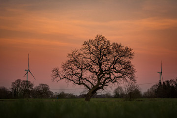 Baum im Abendlicht