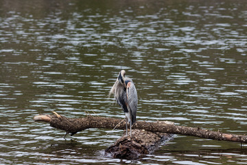 Great Blue Heron preens its feathers