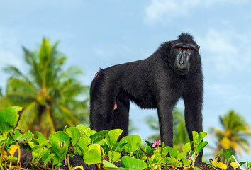Wall Mural - the celebes crested macaque . silhouette against the sky background. crested black macaque, sulawesi