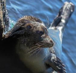 The Ladoga ringed seal. Side view portrait. Close up. Scientific name: Pusa hispida ladogensis. The Ladoga seal in a natural habitat. Ladoga Lake. Russia