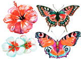 Fototapeta Motyle - beautifu tropical  butterflies and flowers,watercolor,isolated on a white