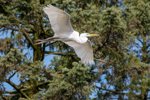 A Great Egret Flying Near Some Pine Trees On His Way Back To The Nest