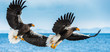 Adult Steller's sea eagles fishing. Scientific name: Haliaeetus pelagicus. Blue ocean background. Natural Habitat.